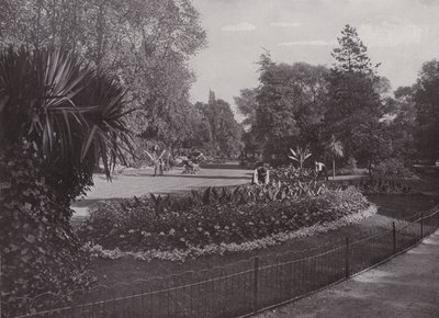 Subtropiska trädgårdar, Battersea Park av English Photographer