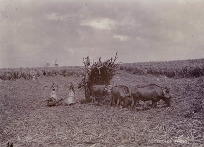 Sockerplantage, Barbados, 1880 av English Photographer
