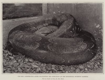 Boa Constrictor efter att ha svalt sin följeslagare vid Zoological Societys Gardens av English Photographer