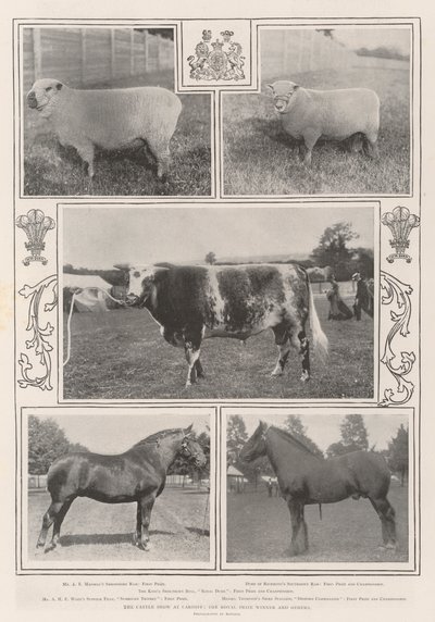 The Cattle Show i Cardiff, Royal Prize Winner och andra av English Photographer
