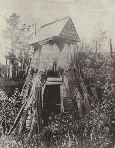 Det jättelika trädet vid Wynstay, södra Gippsland av English Photographer