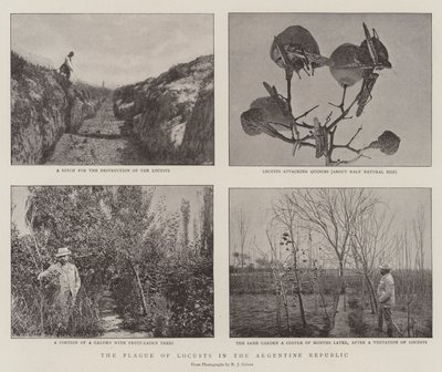 Plågan av gräshoppor i den argentinska republiken av English Photographer