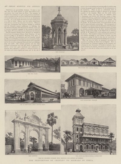 Förebyggande av djurplågeri i Indien av English Photographer