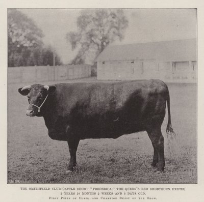Smithfield Club Cattle Show, Frederica, Queens Red Shorthorn Kviga, 2 år 10 månader 2 veckor och 3 dagar gammal av English Photographer