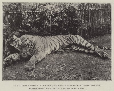 Tigressen som skadade den avlidne general Sir James Dormer, överbefälhavare för Madras armé av English Photographer