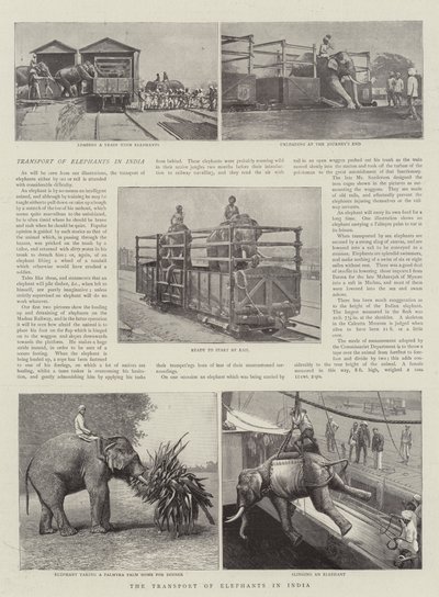 Transporten av elefanter i Indien av English Photographer