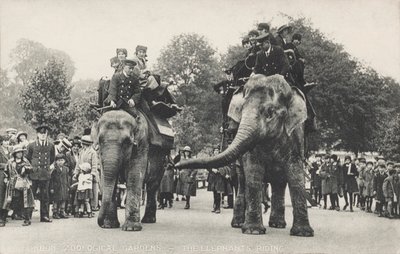 Elefanterna i London Zoo i Regent