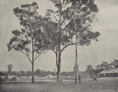 Toongabbie av English Photographer