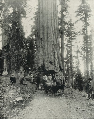 "Wawona" Big Tree, Mariposa Grove, Kalifornien (s/v foto) av English Photographer