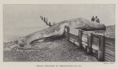 Val strandade vid Birchington-on-Sea av English Photographer