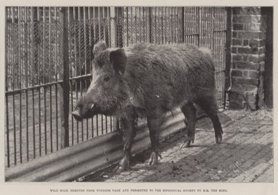 Vildsvin, borttagen från Windsor Park och presenterad för Zoological Society av HM kungen av English Photographer