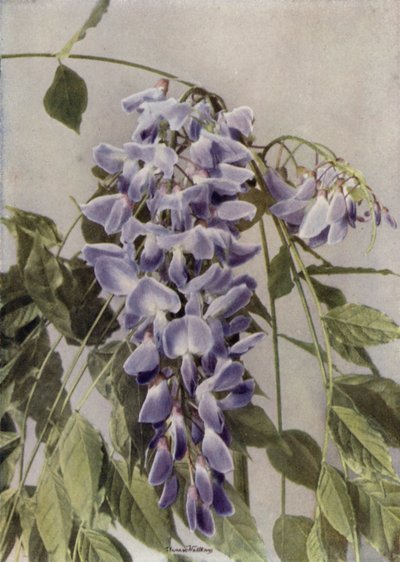 Wistaria Chinensis (färgfoto) av English Photographer