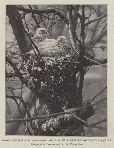 Wood-Pigeons Nest hittades den 20 april i ett träd på Torrington Square av English Photographer