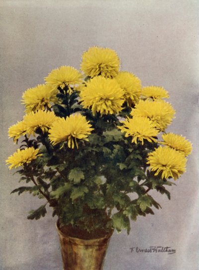 Gul Caprice du Printemps av English Photographer