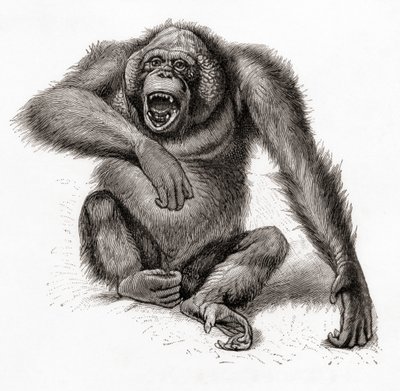 En orangutang från Borneo, Pongo pygmaeus, även stavad orangutang, orangutang eller orangutang. Från Meyers Lexicon, publicerad 1924 (tryckt) av English School