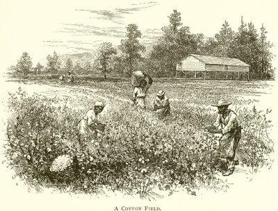A Cotton Field (gravyr) av English School