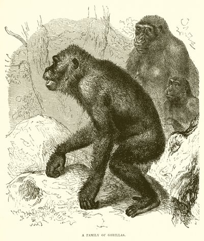 En familj av gorillor av English School