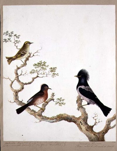 En Gyllene Crested Wren, en Dartford Warbler och en Rose Coloured Thrush eller Ouzel, 1824 (wc på papper) av English School