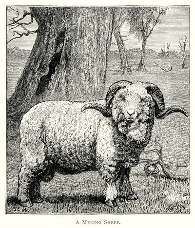 Ett Marino-får (gravyr) av English School