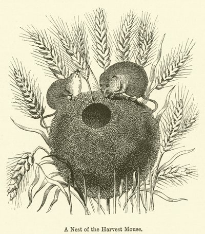 A Nest of the Harvest Mouse (gravyr) av English School