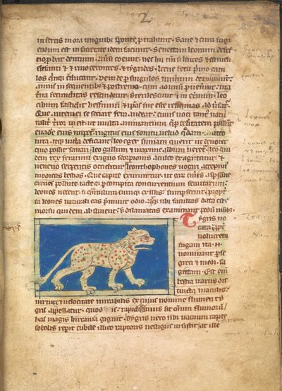En tiger, från Sloane 3544, f.2 (pergament) av English School