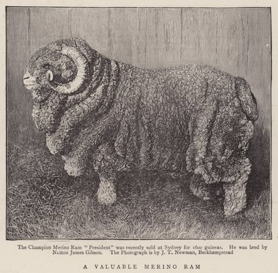 En värdefull Merino Ram (gravyr) av English School