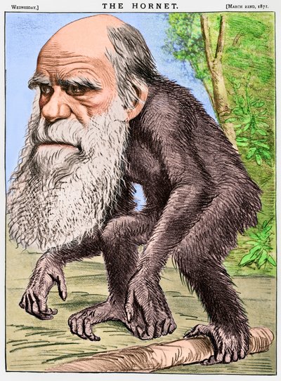 "A Venerable Orang-outang", en karikatyr av Charles Darwin som en apa av English School
