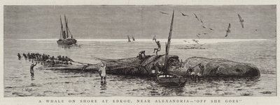 A Whale on Shore vid Edkou, nära Alexandria, "Off She goes" (gravyr) av English School