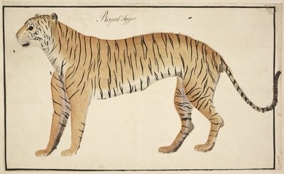 En kunglig tiger från Serfagee of Tanjores samling av English School