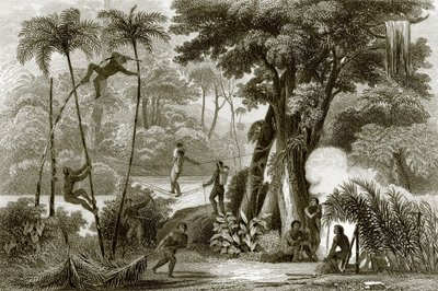 En scen i den brasilianska skogen av English School