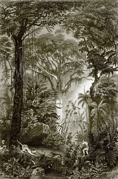En scen i den brasilianska skogen av English School