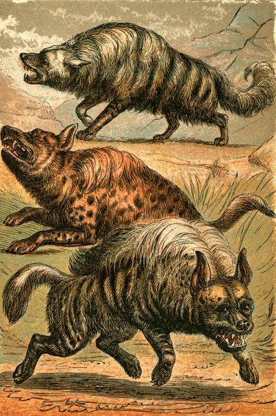 Aard Wolf, Fläckhyena och Randig Hyena av English School