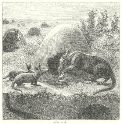 Aardvark (engraving) av English School