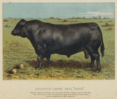 Aberdeen-Angus-tjur "Cash" (färglitografi) av English School