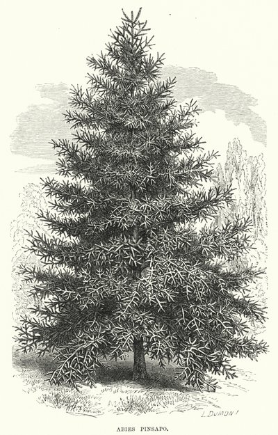 Abies Pinsapo (gravyr) av English School