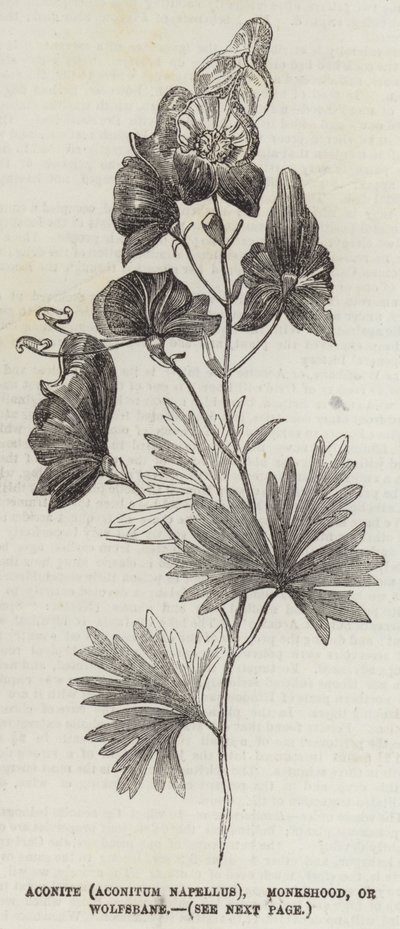 Aconite (Aconitum Napellus), Monkshood eller Wolfsbane (gravyr) av English School