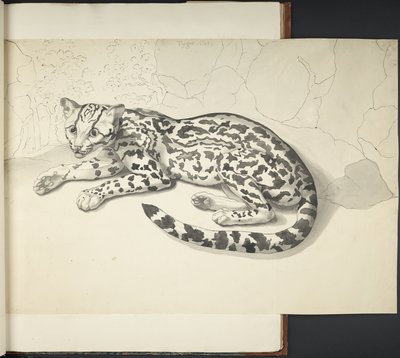 Lägg till MS 11807 f.9 Tyger Cat, från 