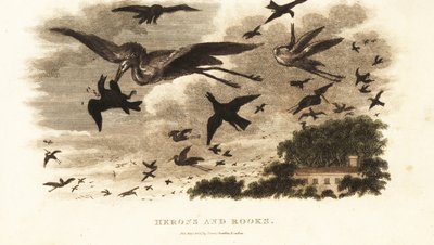 Flygstrid mellan hägrar och torn om häckningsrättigheter nära Daniel Wilsons hus Dallam Tower, Westmorland av English School
