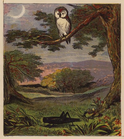 Aesops fabler: ugglan och gräshoppan (färg litho) av English School