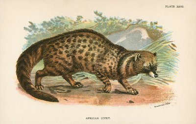 Afrikansk Civet av English School