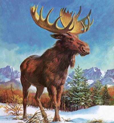 Alaskas mäktiga älg av English School