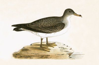 Algerian Cinereous Shearwater, illustration från "A History of the Birds of Europe Not Observed in the British Isles" av Charles Robert Bree (1811-86), publicerad 1867 av English School