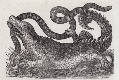 Alligator (gravyr) av English School