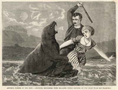 Ett spännande möte med sjölejon när du badar vid kusten nära San Francisco av English School