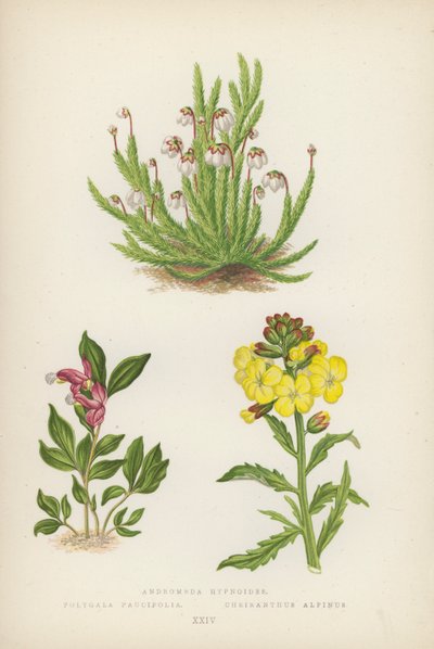 Andromeda hypnoides; Polygala Paucifolia; Cheiranthus Alpinus (färglitografi) av English School