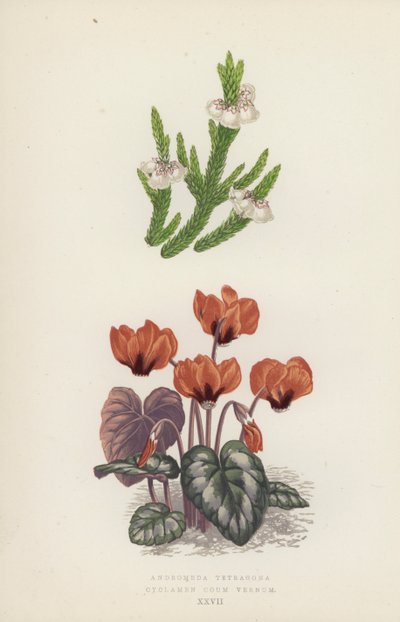 Andromeda Tetragona; Cyclamen Coum Vernum (färglitografi) av English School