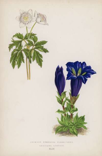 Vedsippan är fullblommig; Gentiana Acaulis (färg litho) av English School
