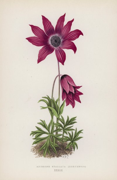 Anemone Stellata, Hortensis (färglitografi) av English School