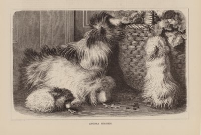 Angora Sea-Pigs (engraving) av English School