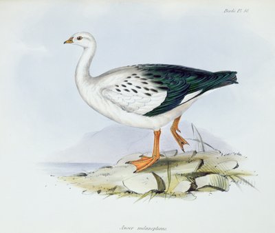 Anser Melanopterus, från The Zoology of the Voyage of H.M.S. Beagle 1832-36, av Charles Darwin (1809-92), 1840 av English School